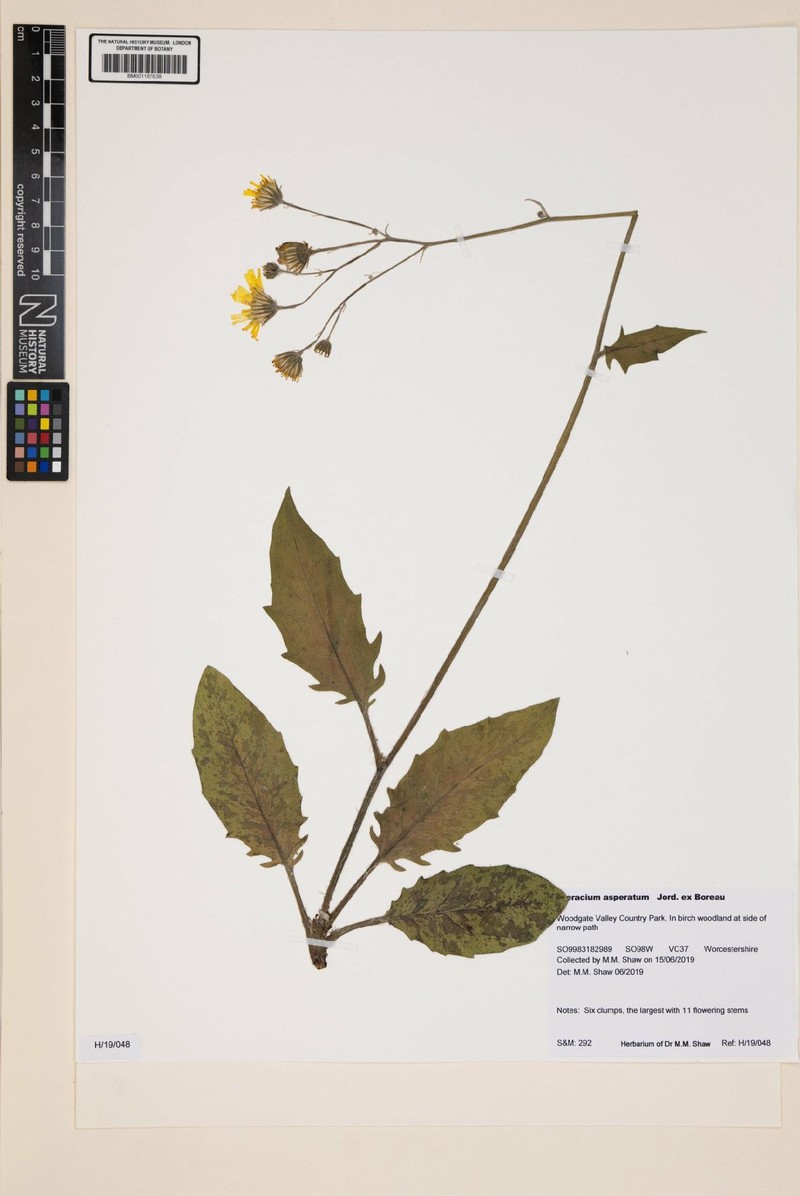 Hieracium maculatum subsp. asperatum photo 3