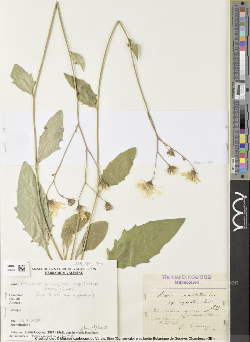 Hieracium maculatum subsp. asperatum photo 4