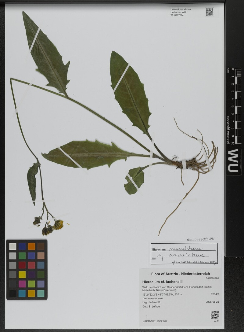Hieracium maculatum subsp. commixtum photo 2