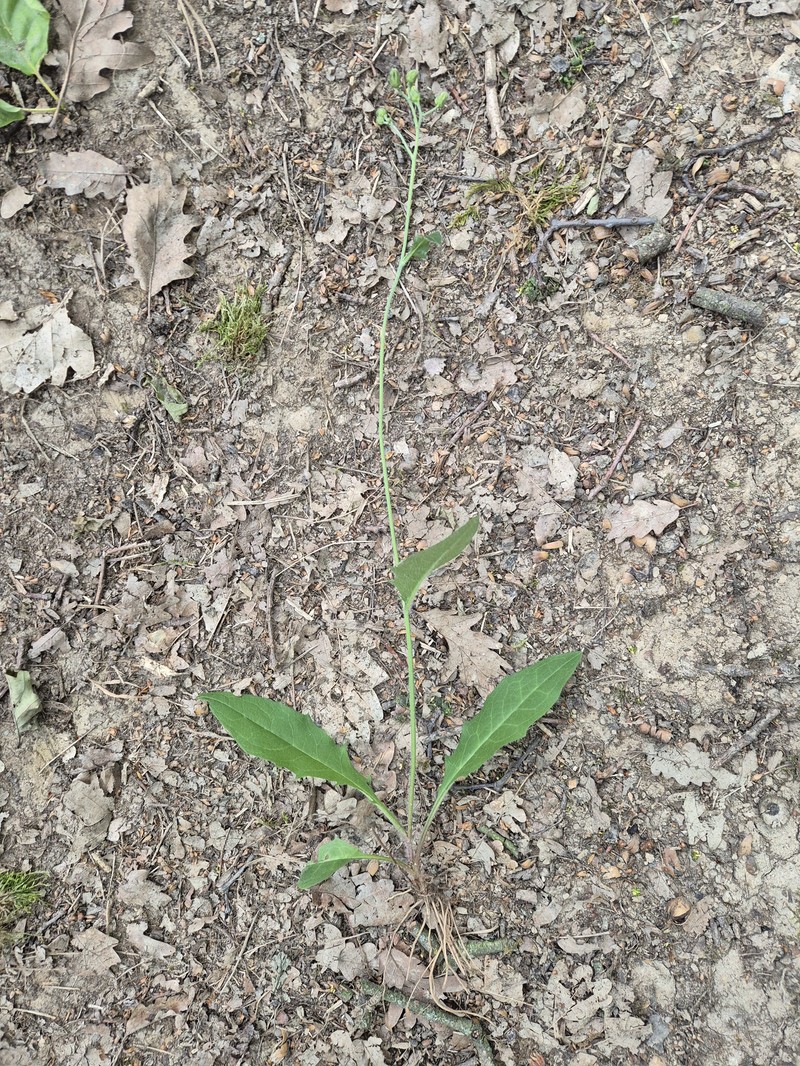 Hieracium maculatum subsp. commixtum