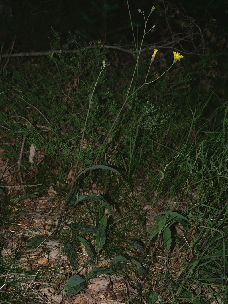 Hieracium maculatum subsp. cruentum