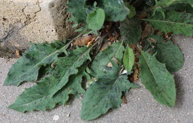Hieracium maculatum subsp. cruentum photo 2