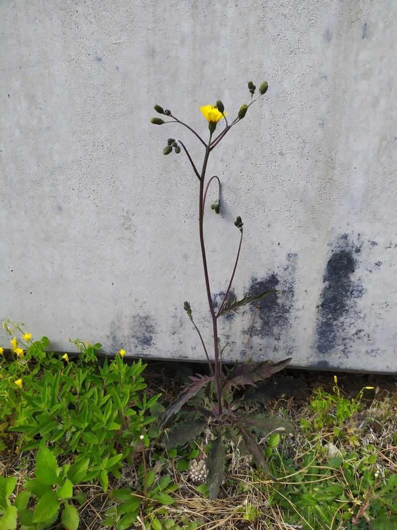 Hieracium maculatum subsp. cruentum photo 3