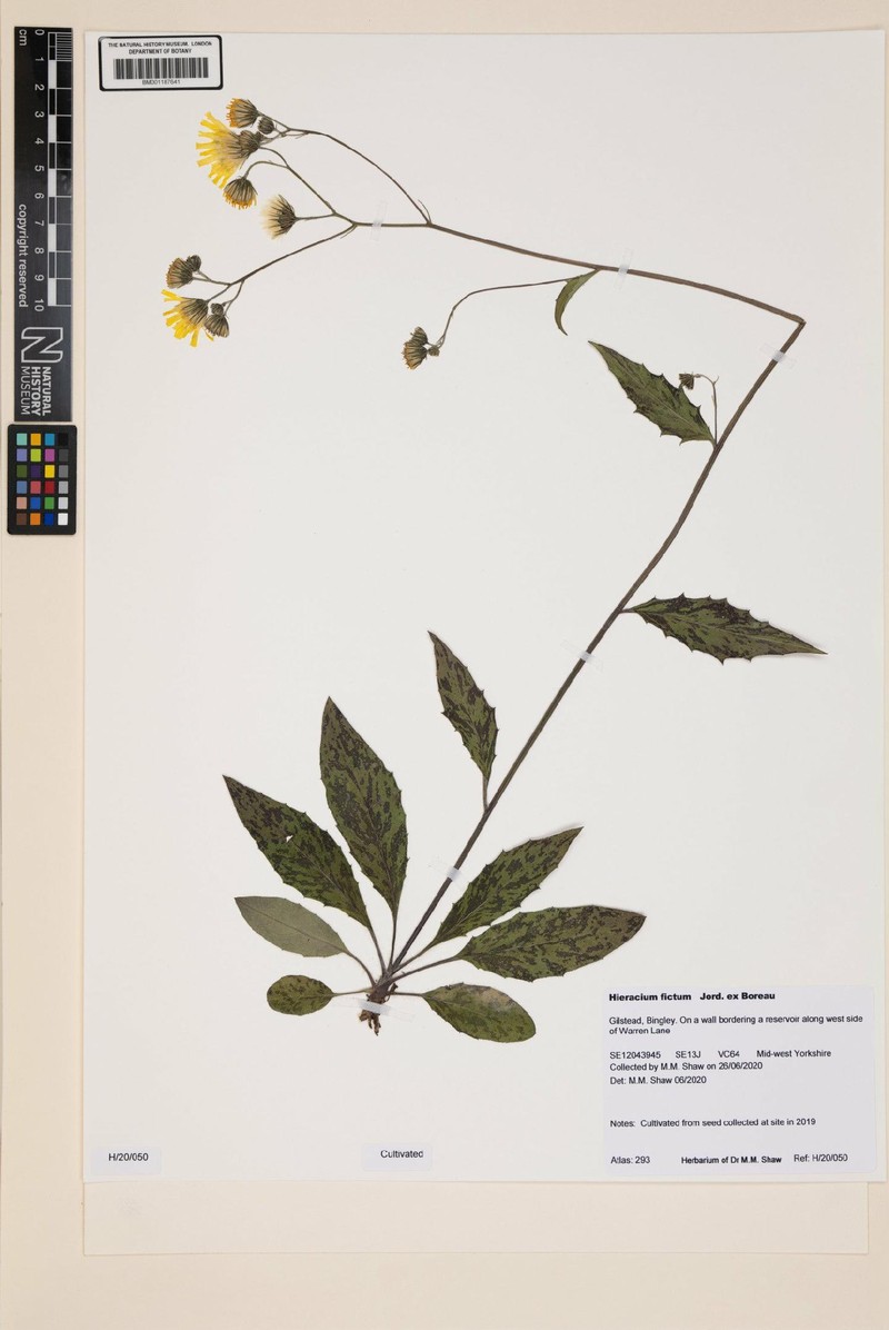 Hieracium maculatum subsp. fictum photo 2