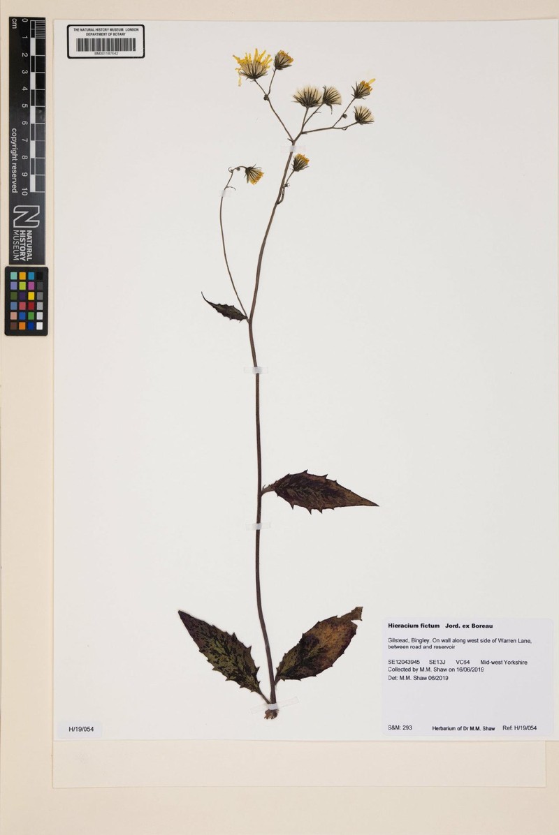 Hieracium maculatum subsp. fictum photo 3