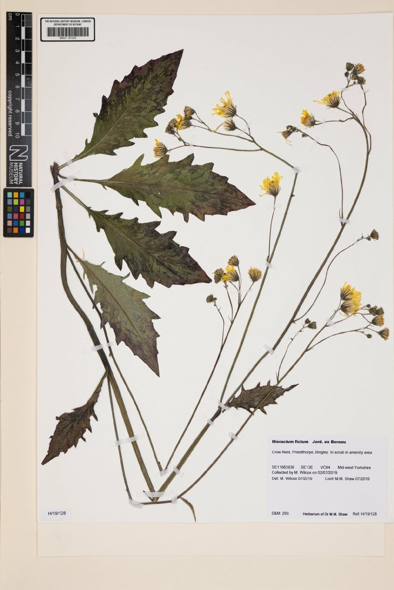 Hieracium maculatum subsp. fictum photo 4