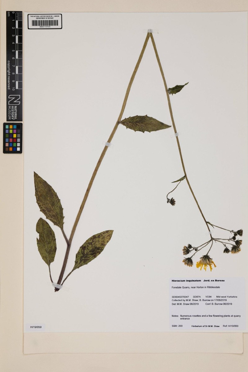 Hieracium maculatum subsp. inquinatum