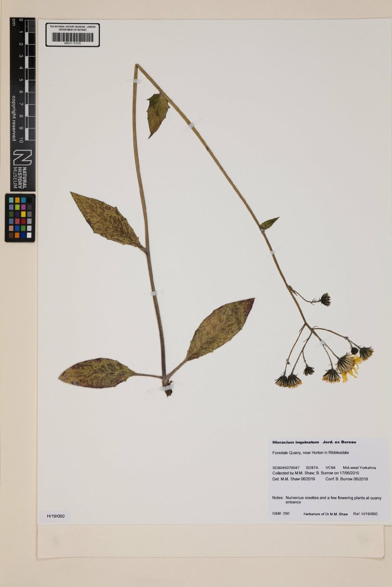 Hieracium maculatum subsp. inquinatum photo 2