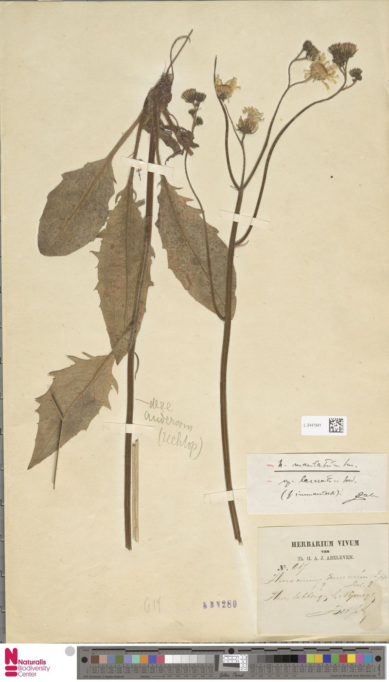 Hieracium maculatum subsp. laevifrons