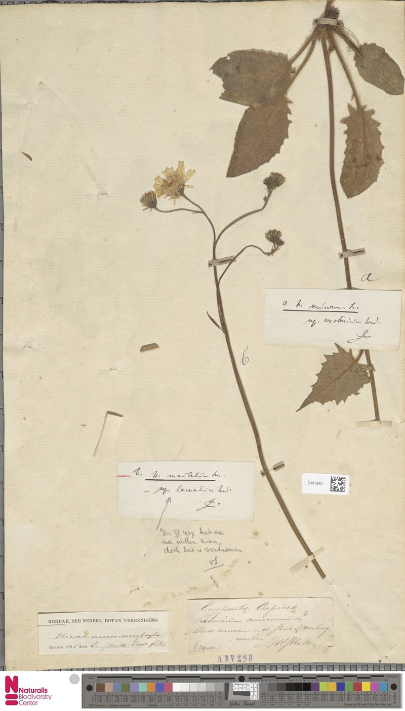 Hieracium maculatum subsp. laevifrons photo 2