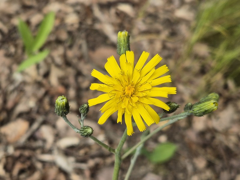 Hieracium maculatum subsp. maculatum