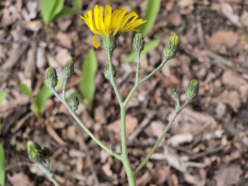 Hieracium maculatum subsp. maculatum photo 2