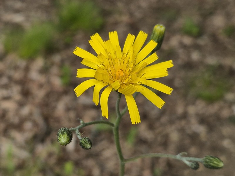 Hieracium maculatum subsp. maculatum photo 3