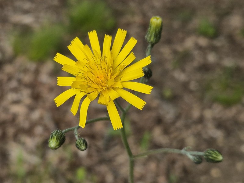 Hieracium maculatum subsp. maculatum photo 4