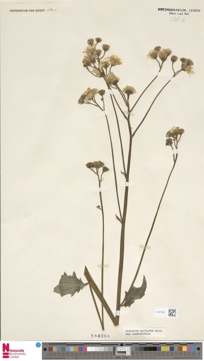 Hieracium maculatum subsp. naevuliferum