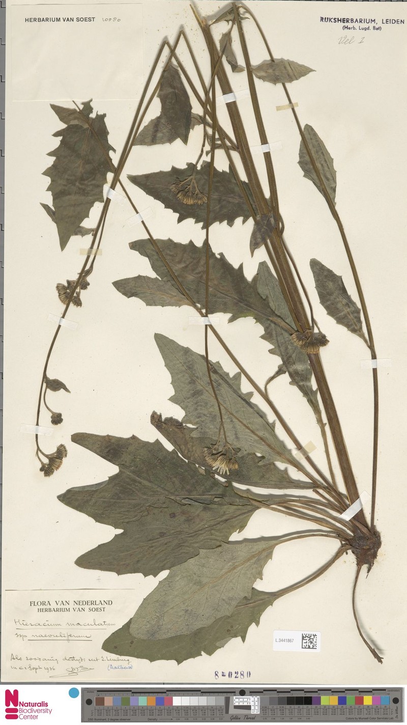 Hieracium maculatum subsp. naevuliferum photo 2