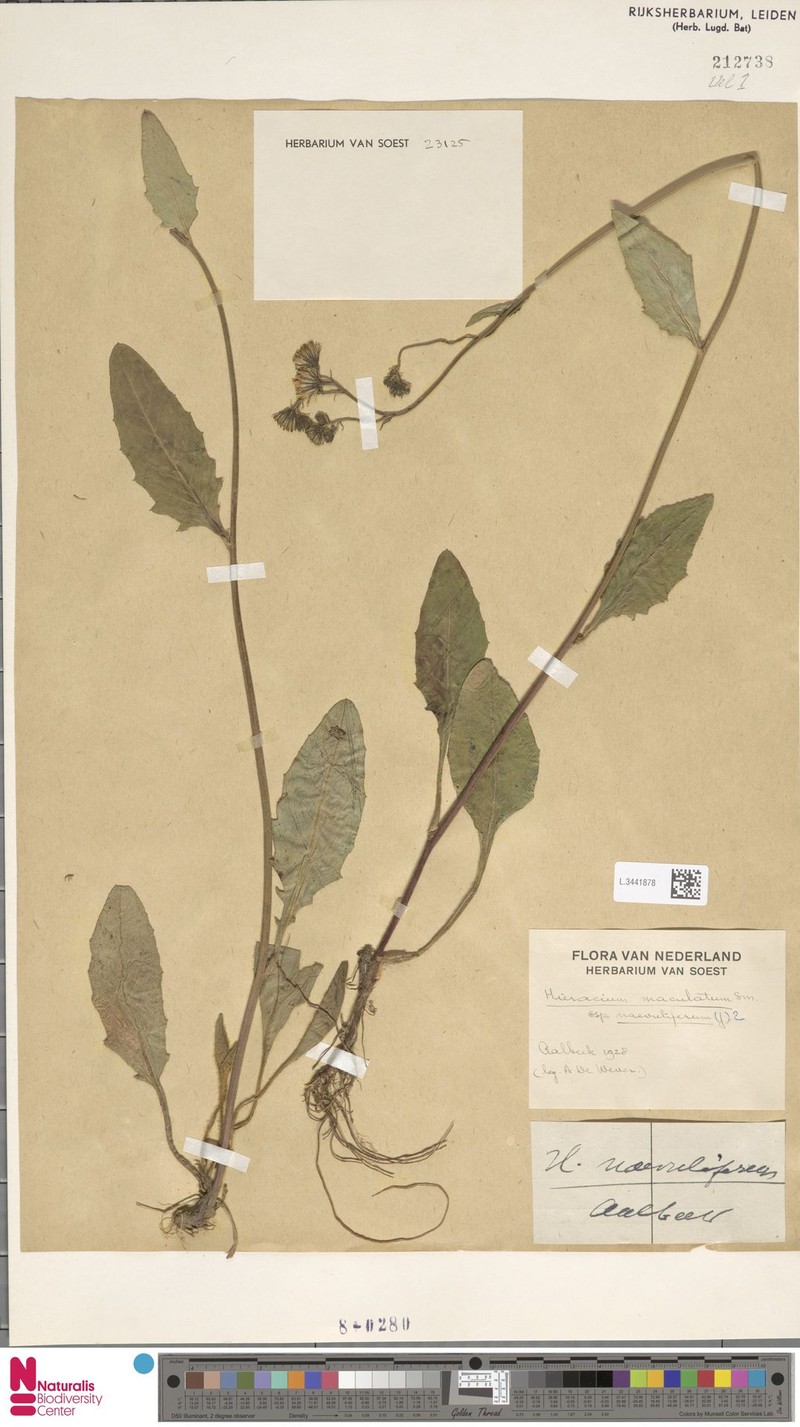 Hieracium maculatum subsp. naevuliferum photo 3