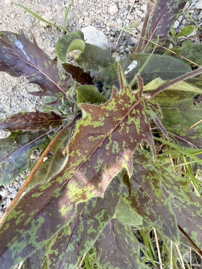 Hieracium maculatum subsp. pollichiae photo 2