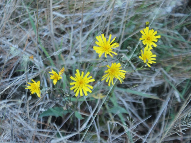 Hieracium maculatum subsp. pollichiae photo 3