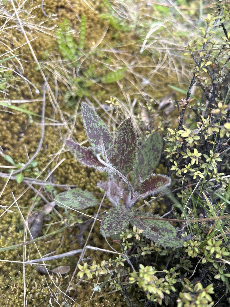 Hieracium maculatum subsp. pollichiae photo 4