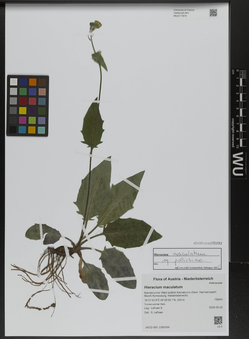 Hieracium maculatum subsp. pollichiae photo 5