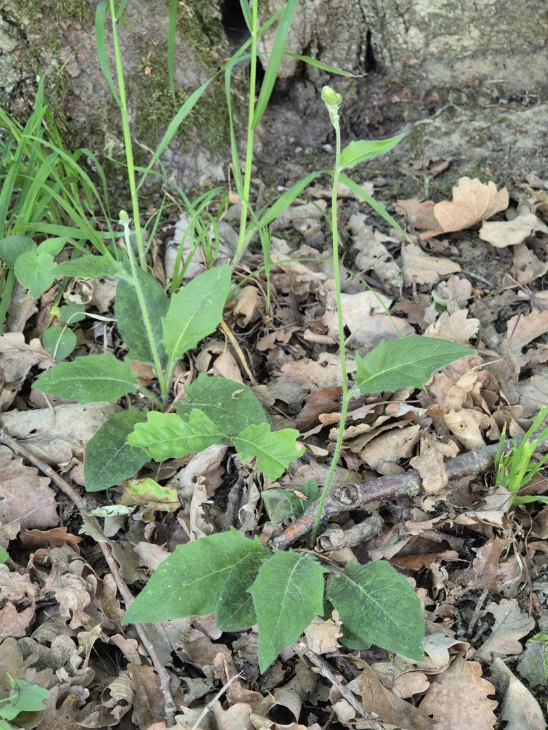 Hieracium maculatum subsp. pollichiae