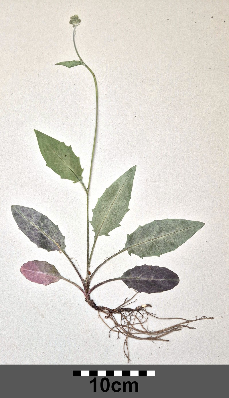 Hieracium maculatum subsp. pollichiae photo 6