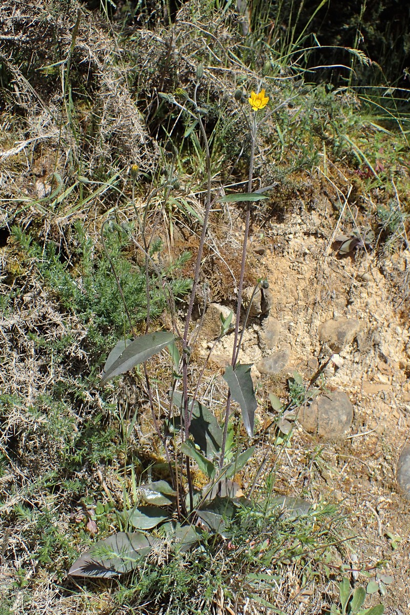Hieracium maculatum subsp. pollichiae photo 7