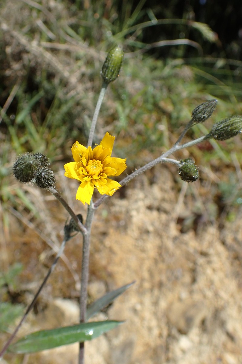 Hieracium maculatum subsp. pollichiae photo 8