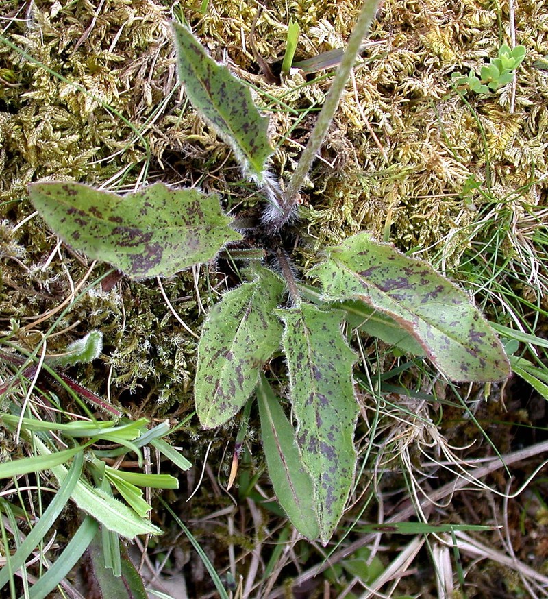 Hieracium maculoides