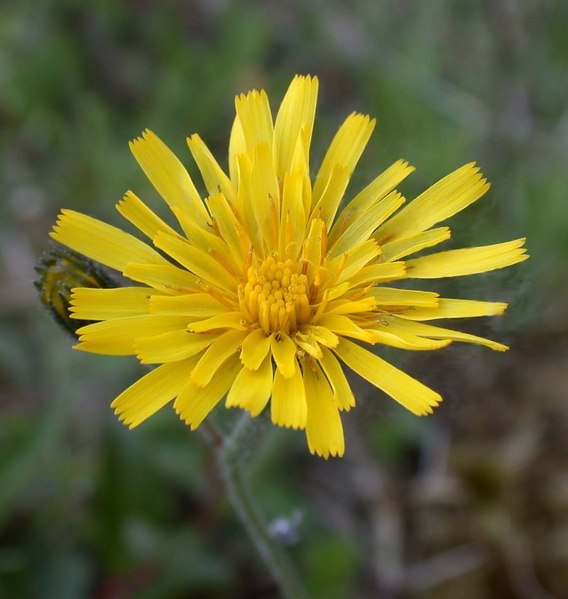 Hieracium maculoides photo 3