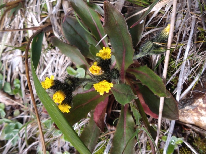 Hieracium magellanicum