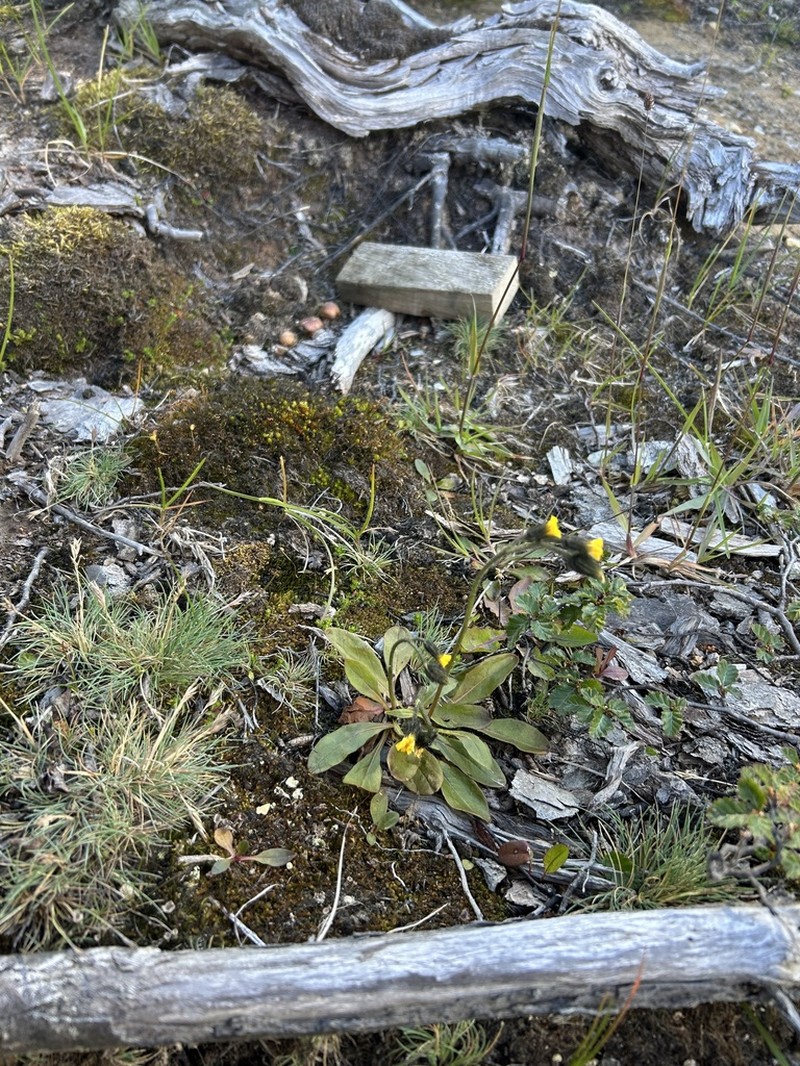 Hieracium magellanicum photo 2