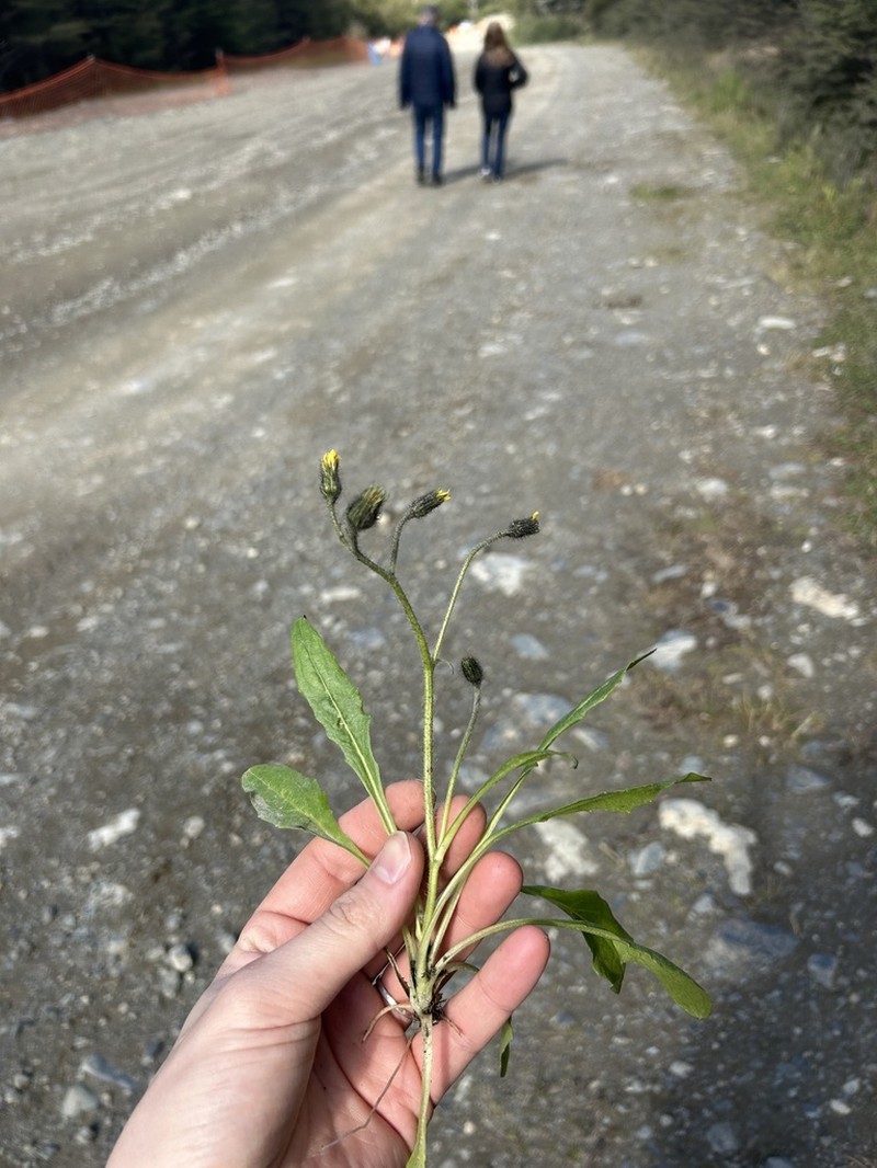 Hieracium magellanicum photo 3
