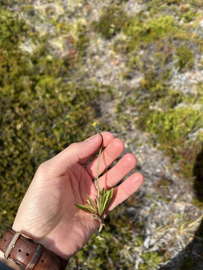 Hieracium magellanicum photo 4