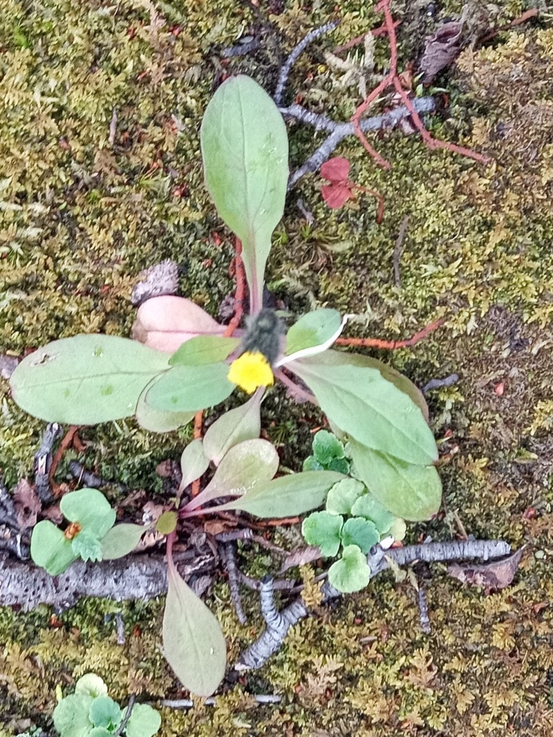 Hieracium magellanicum photo 5