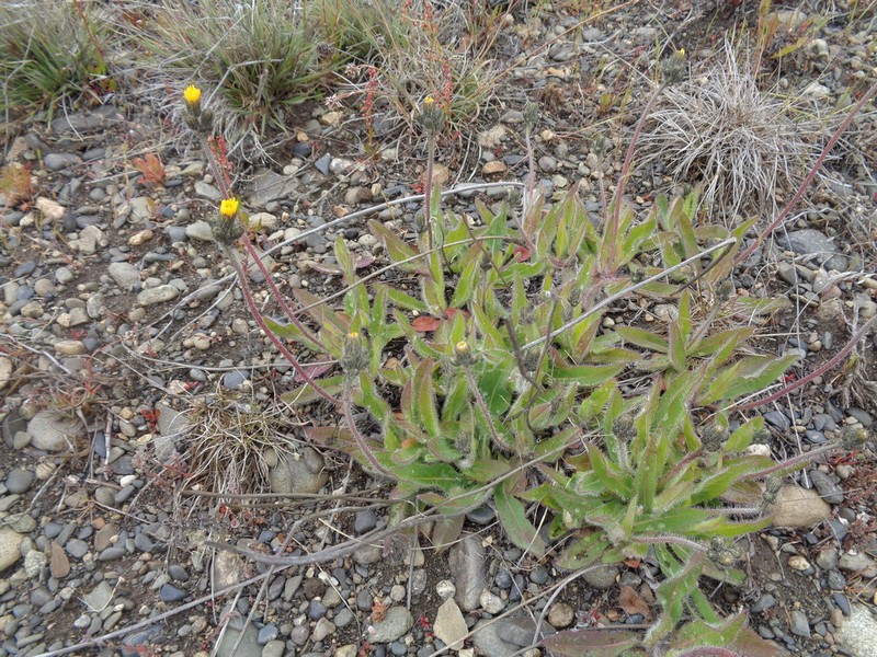 Hieracium magellanicum photo 6