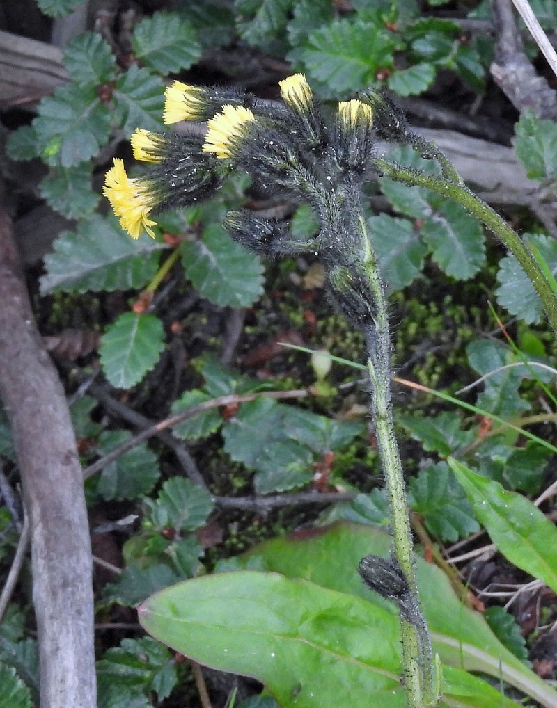 Hieracium magellanicum photo 8