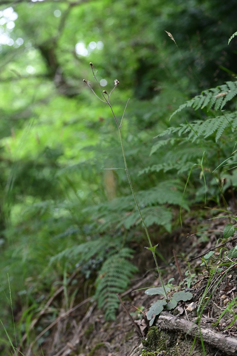 Hieracium mammidens photo 2