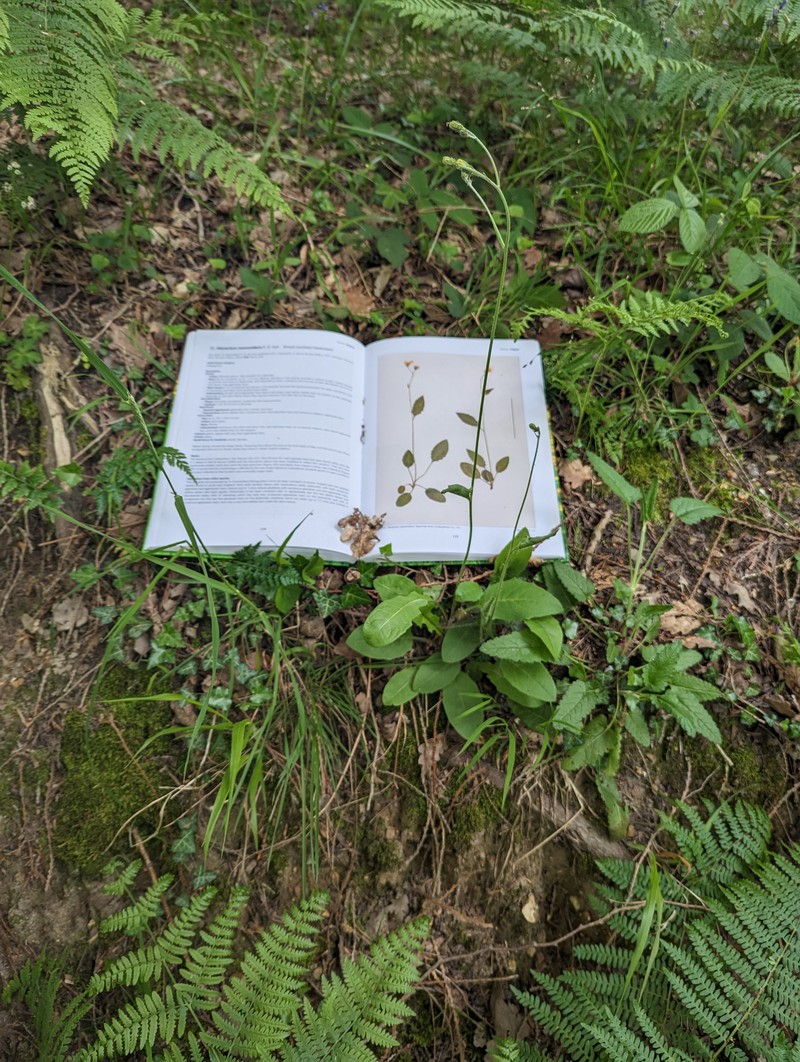 Hieracium mammidens