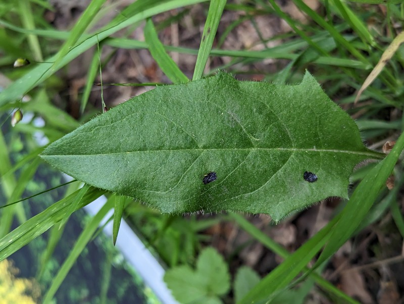 Hieracium mammidens photo 4