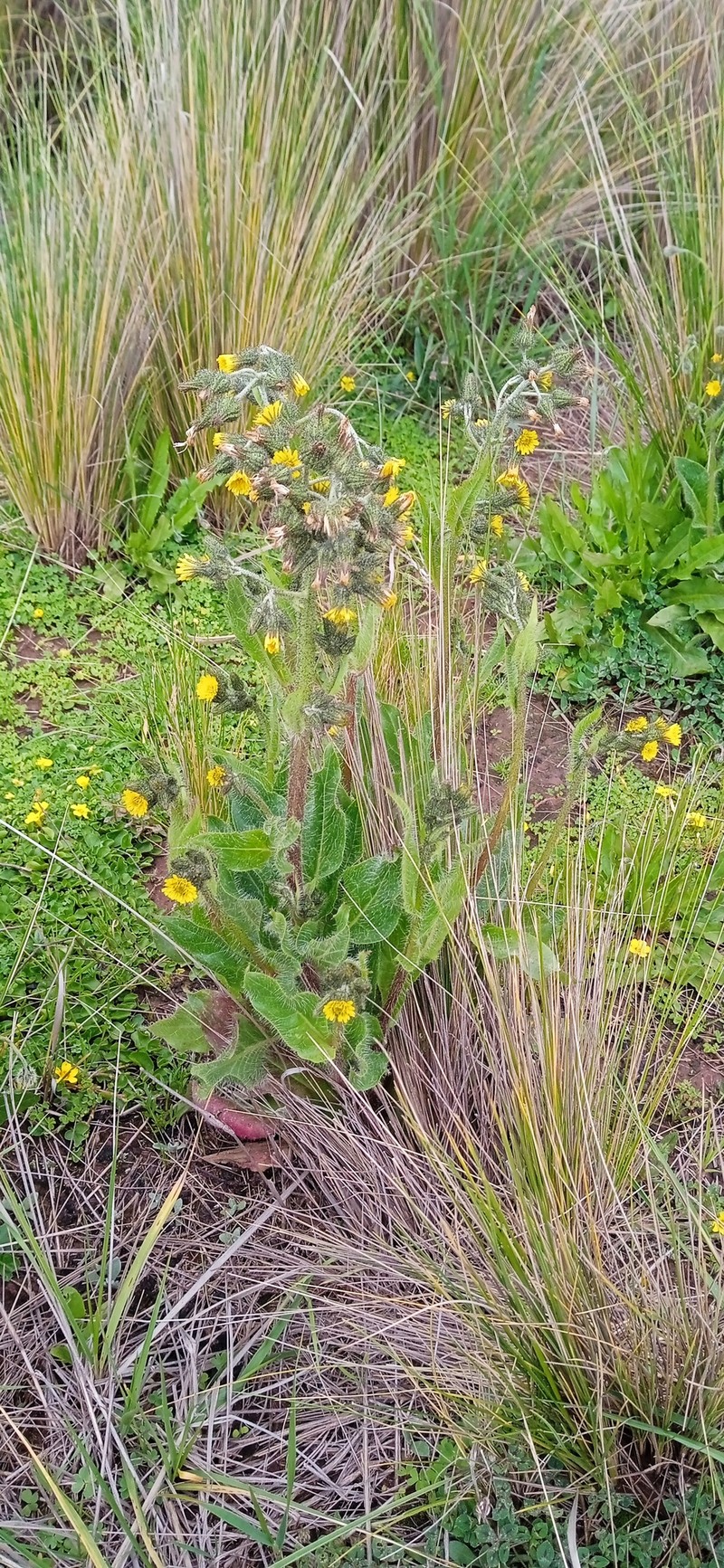 Hieracium mandonii