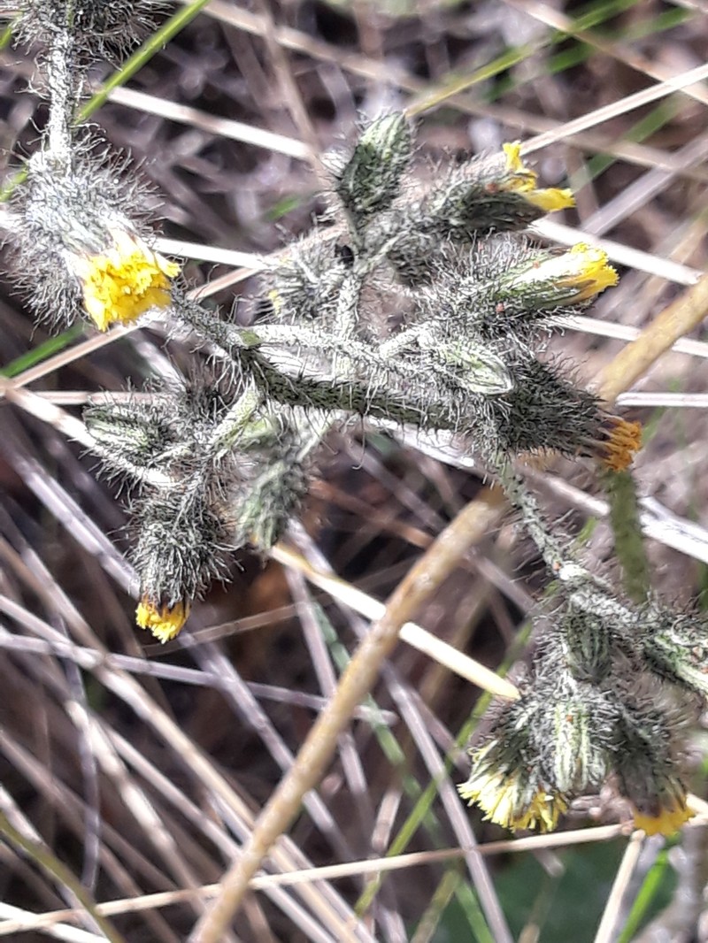 Hieracium mandonii photo 2