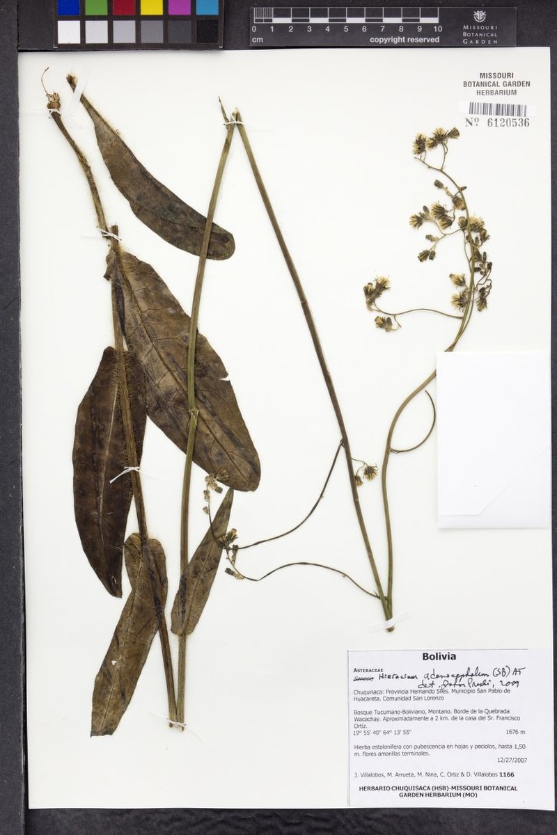 Hieracium mandonii photo 3