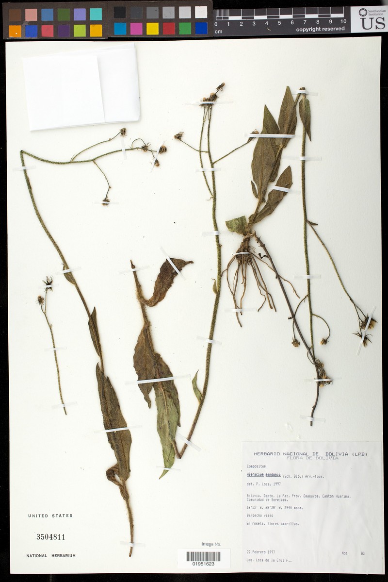 Hieracium mandonii photo 4