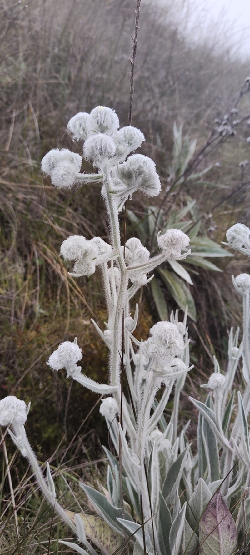 Hieracium mapirense photo 2