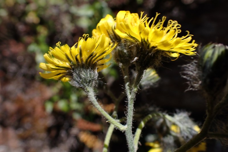 Hieracium mapirense photo 4
