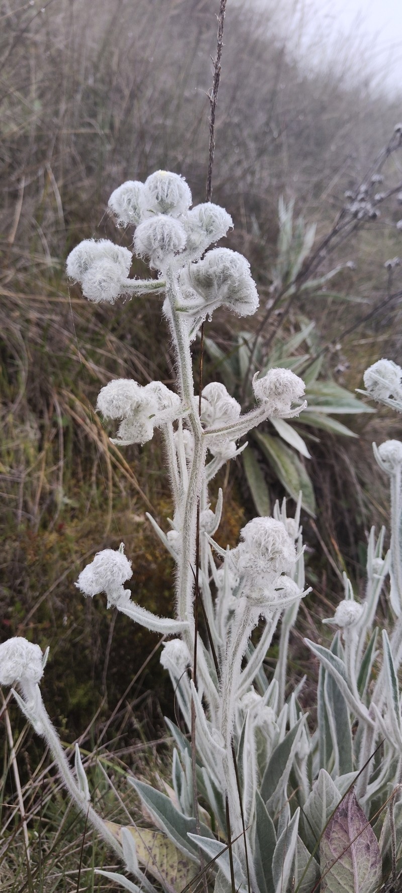 Hieracium mapirense photo 5