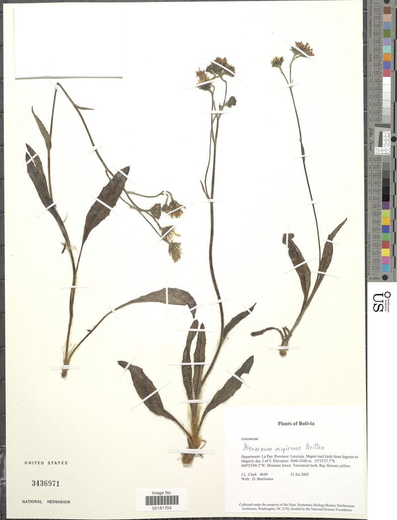 Hieracium mapirense photo 6
