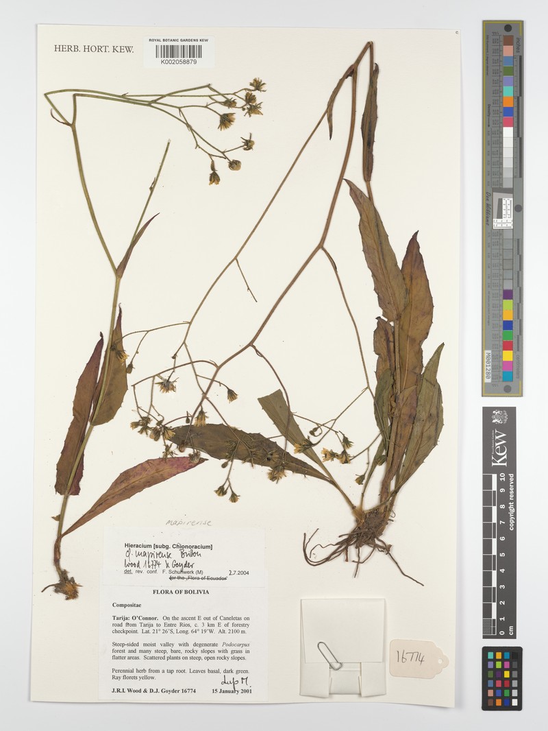 Hieracium mapirense photo 7